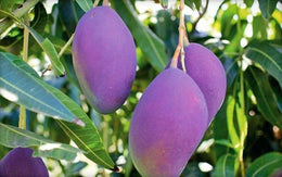 Seeds Amrapali Grafted Hybrid Mango Plant.