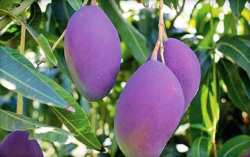 Seeds Amrapali Grafted Hybrid Mango Plant.