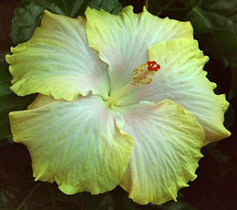 Seeds Flower Plant