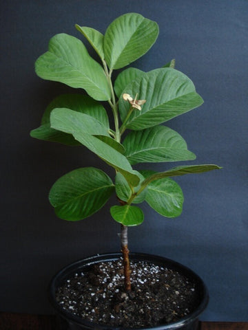 Seeds Live Seedless Guava Plant Plant