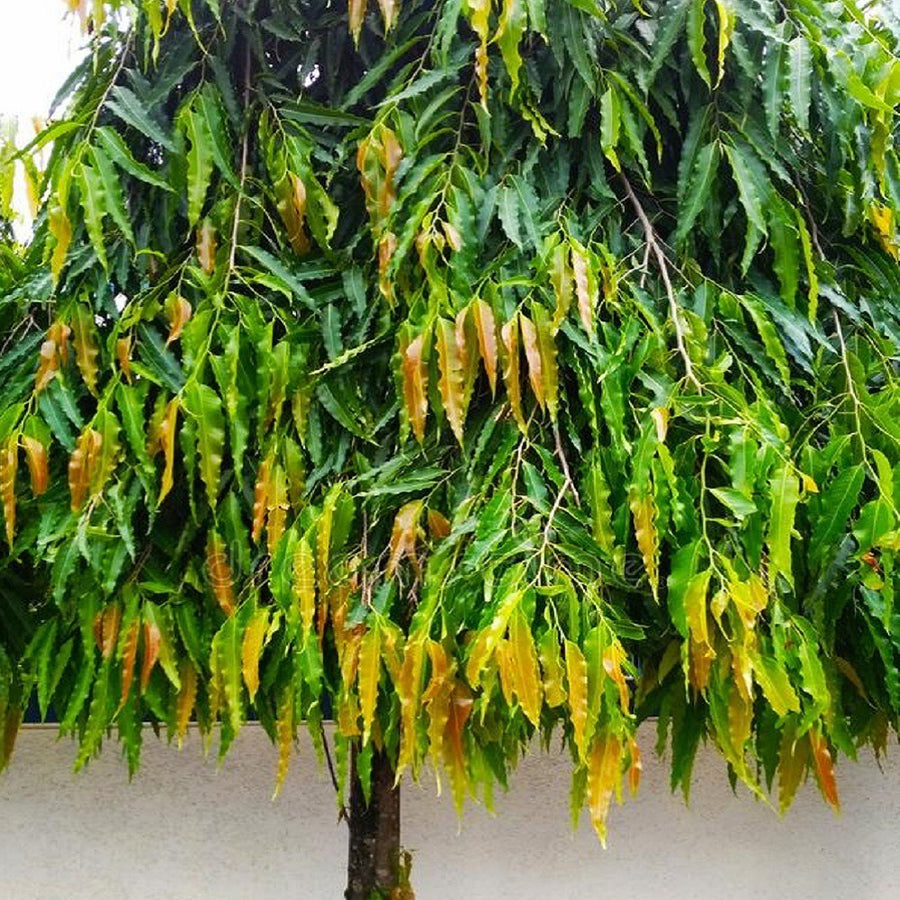 Seeds Ashok Tree Plant