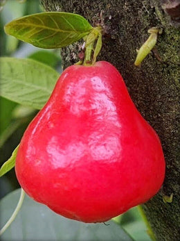 Seeds Red Wax Apple / Water Apple/Jamun/ Jamrul Live Plant.