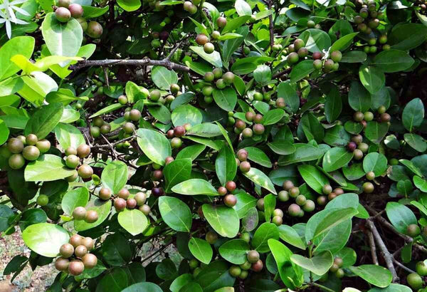 Seeds Karonda Plant