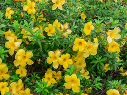 Seeds Allamanda Flower Plant