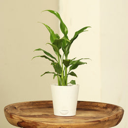 Seeds Lily Flower Plant