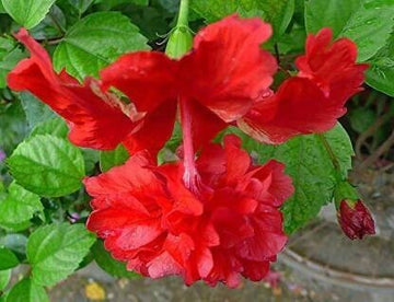 Seeds Flower Plant