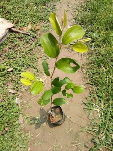 Seeds Red Thai Grafted Ber Apple Plant