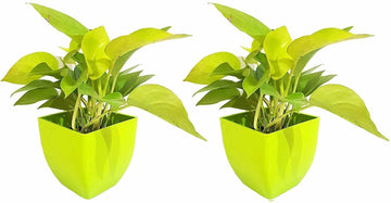 Seeds Air Purifying Good Luck Golden Money Plant - Feng Shui Pothos Plant [Pack of 2 Plants]
