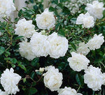 Seeds White Rose