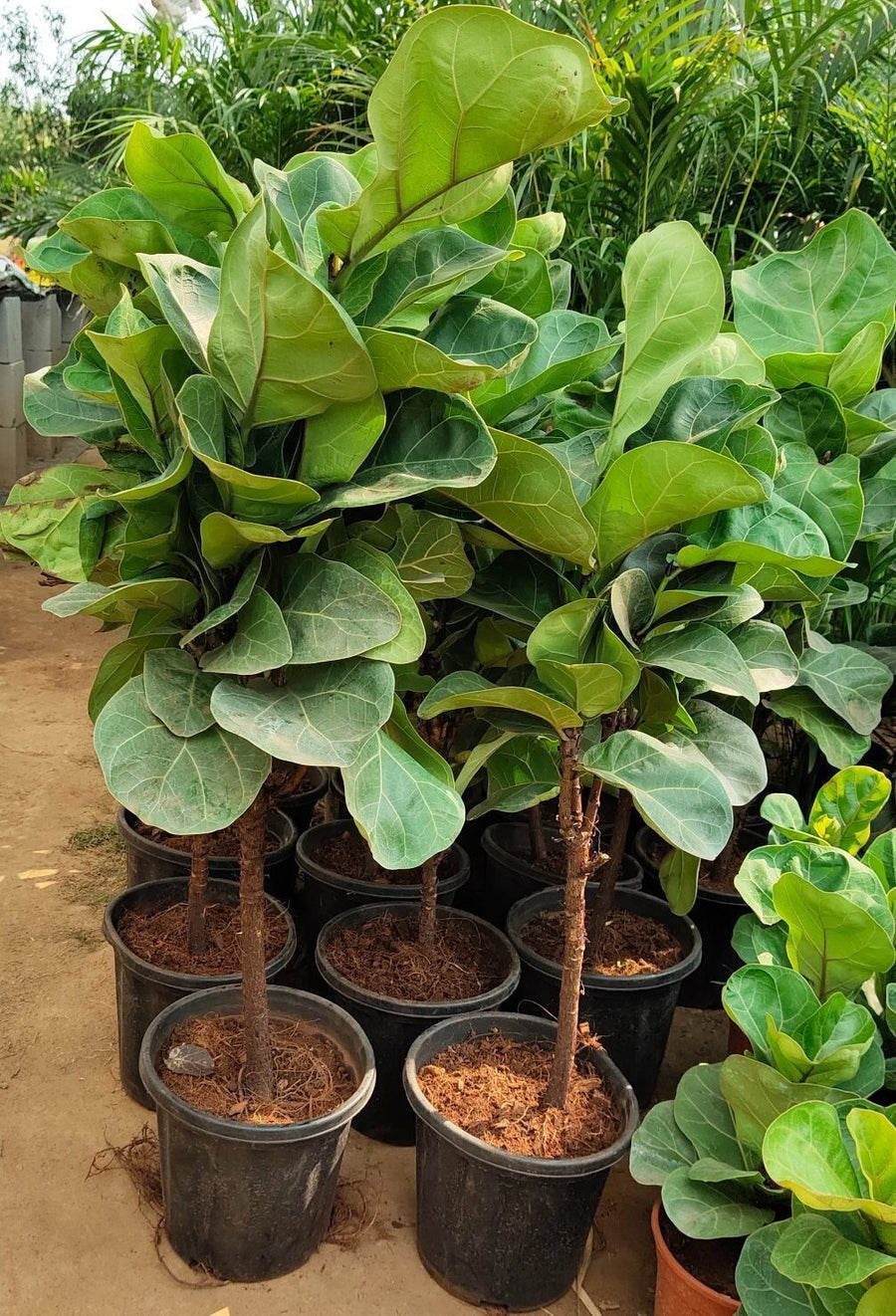 Seeds Greenway Nursery - Plants for Home Indoor Live Fiddle Leaf Fig Tree 6-Feet Green By Nearly Natural Plant Decor Office Desk (Healthy Plant)
