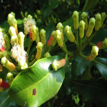 Seeds Climbing Clove Plant