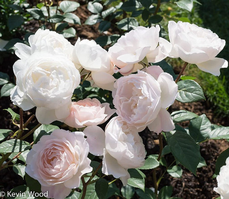 Seeds Rose Plant