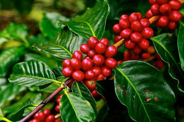 Seeds Hybrid Coffee Plant