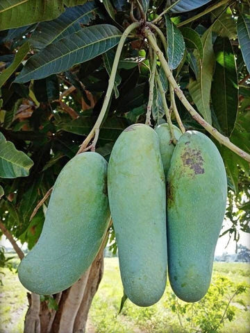 Seeds Thai Banana Shaped Mango Live Plant