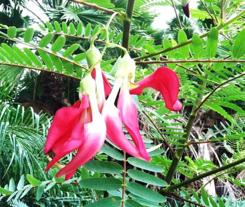 Seeds Live Red Agastya/Aghastya/ Plants