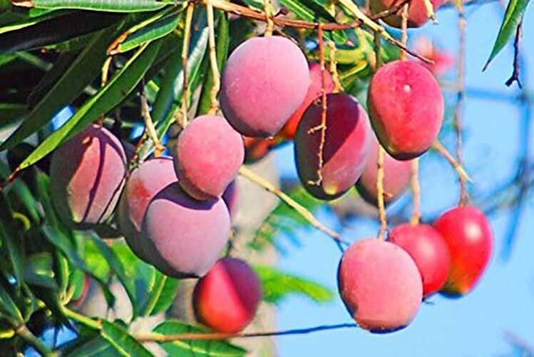 Seeds Gardens Rare Dwarf Malasian Red Mango Tree Grafted 1 Healthy Liv ...