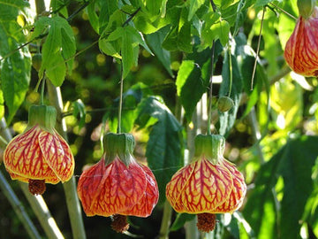 Seeds Lanthon Jaba
