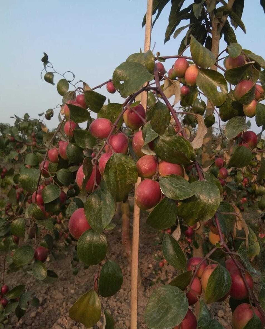 Seeds Apple Plant