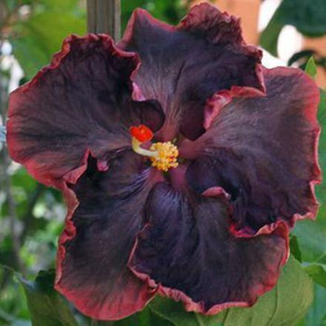 Seeds Black Joba/Hibiscus