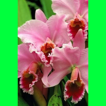 Seeds Orchid Plant