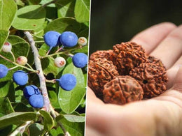 Seeds Rudraksha Plant