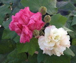 Seeds Rare Land Lotus Double Petal Color Changing Flower Live Plant