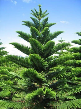 Seeds Christmas Tree Plant (Norfolk Pine Tree)