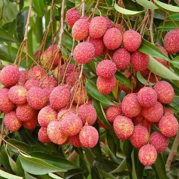 Seeds Sweet Litchi 1.5Ft Healthy & Fresh Short Time Fruit Plant with Polly Bags