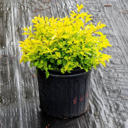 Seeds Live Golden Duranta Plants