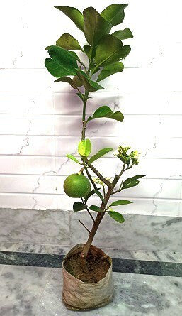 Seeds Seasonal Lemon