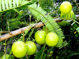 Seeds Phylllanthus Acidus Plants