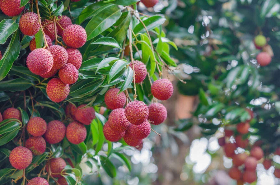 Seeds Red Litchi, Litchi Plant