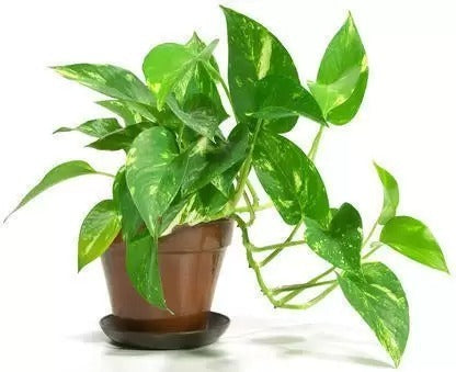 Seeds Money Plant
