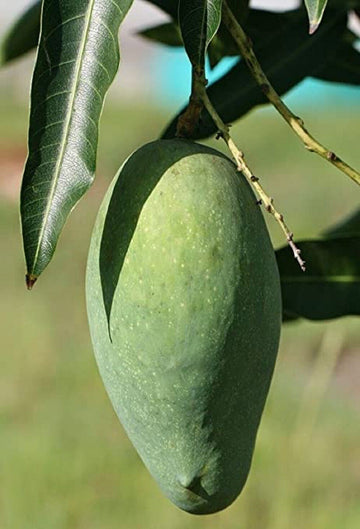 Seeds Mango Honey Sweet Chaunsa Variety Fruit Grafted Live Plant & Tree (1.5-2 Ft Size)