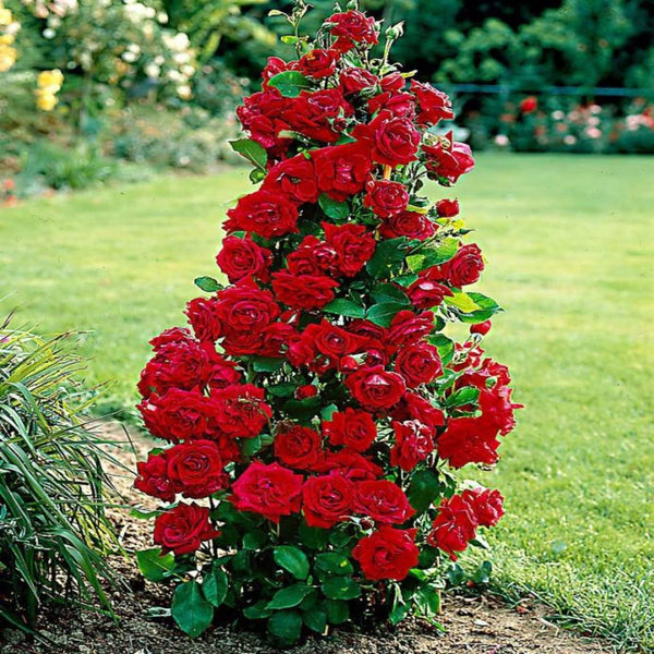Seeds Floribunda Roses