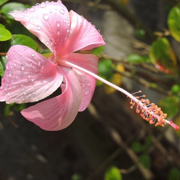 Seeds Hibiscus White
