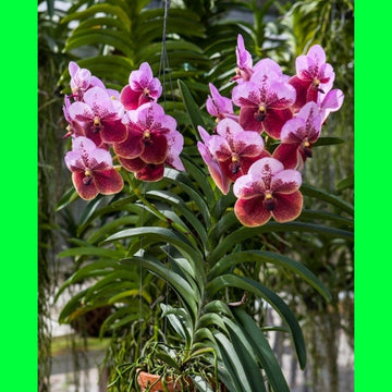 Seeds Orchid Plant