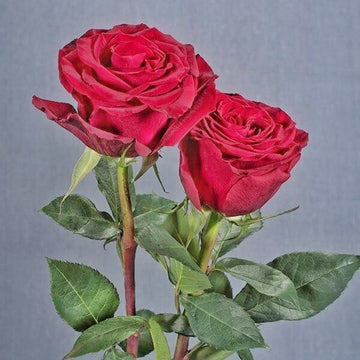 Seeds Rose Flower Live Plant