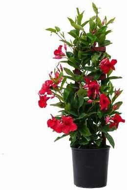 Seeds Mandevilla Plant