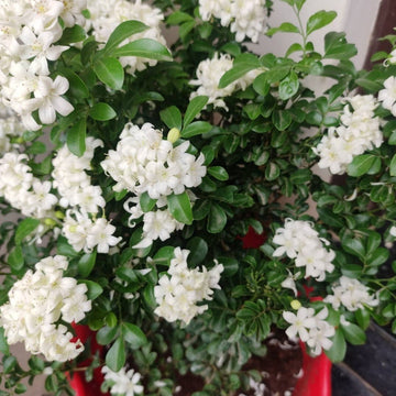 Seeds Madhu Kamini Plant with Black Nursery Pot