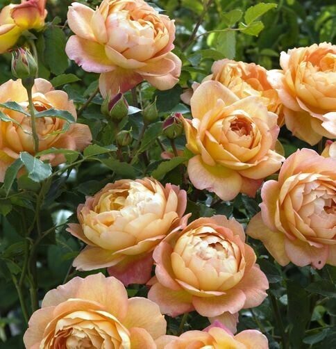 Seeds Lady of Shalott Rose / English Rose Charming Live Plant