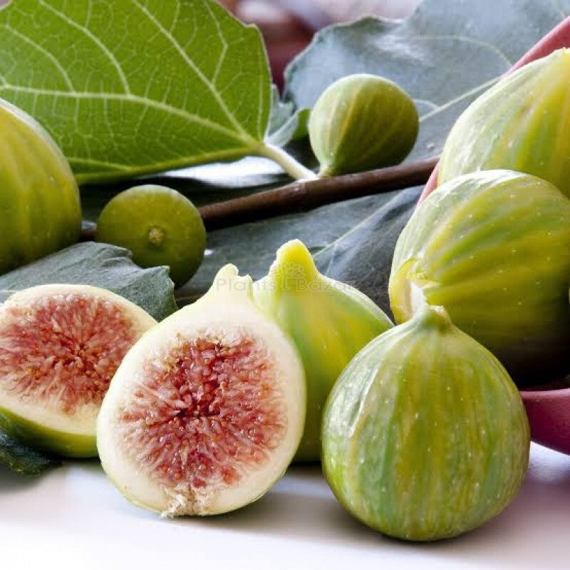 Seeds Cluster Fig Plant