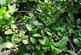Seeds Karonda Plant