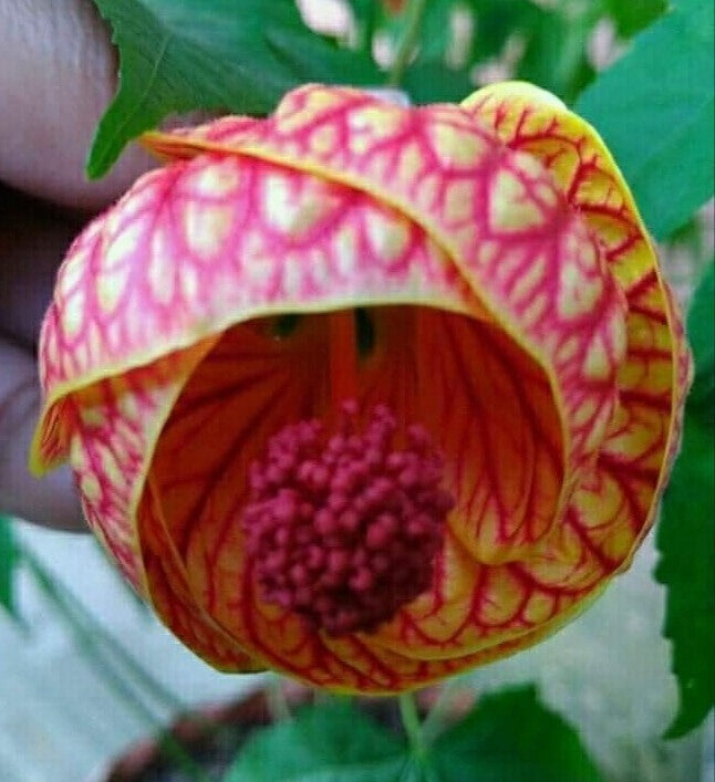 Seeds Lanthan Hibiscus