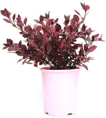 Seeds Brazilian Red Hots Alternanthera Plant