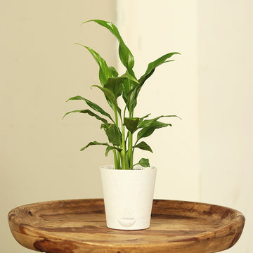 Seeds Lily Flower