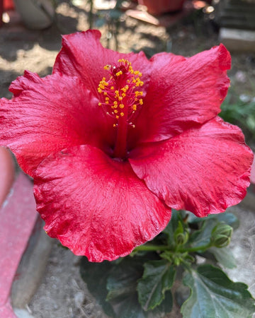 Seeds Hibiscus Red Live Flower Plant