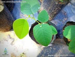 Seeds Red Chandan