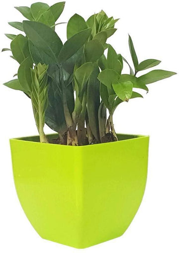 Seeds Natural Plant Decorative Air Purifying Indoor Zz Or Zamiifolia Plant (Zamioculcas Zamiifolia Plant)