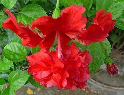 Seeds Flower Plant